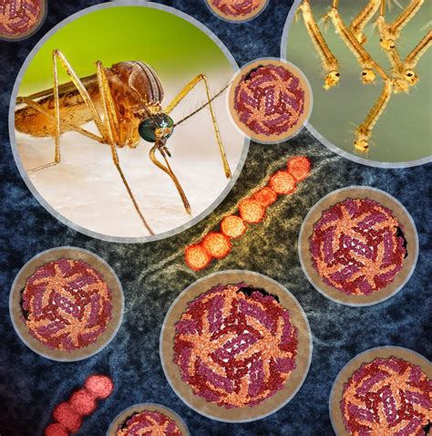 El virus del Nilo Occidental se extiende por Andalucía y .